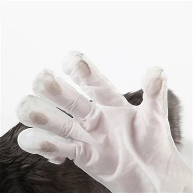 पालतू डिस्पोजेबल दस्ताने